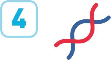 Inherited genetic mutations like BRCA1 or BRCA2